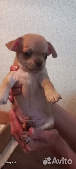 Щенки чихуахуа