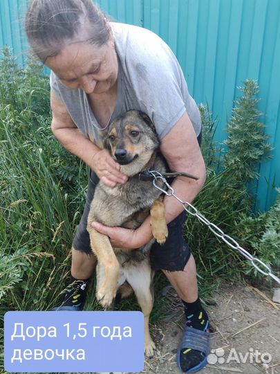 Собака в добрые руки отдам бесплатно