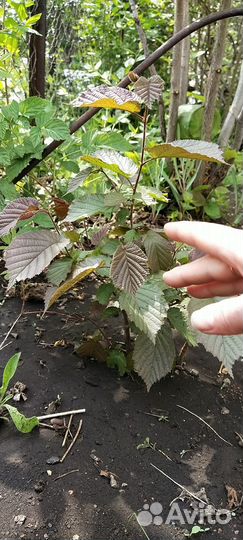 Саженцы малины, смородины, лещины