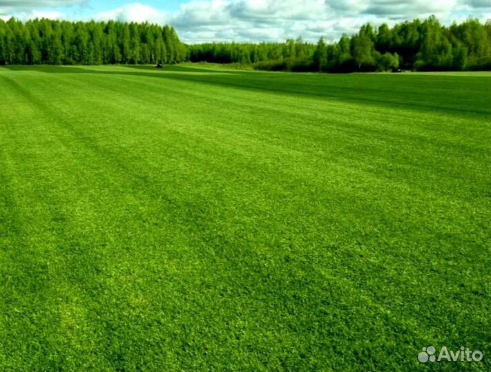 Рулонный газон