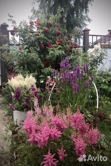 Астильба в ассортименте