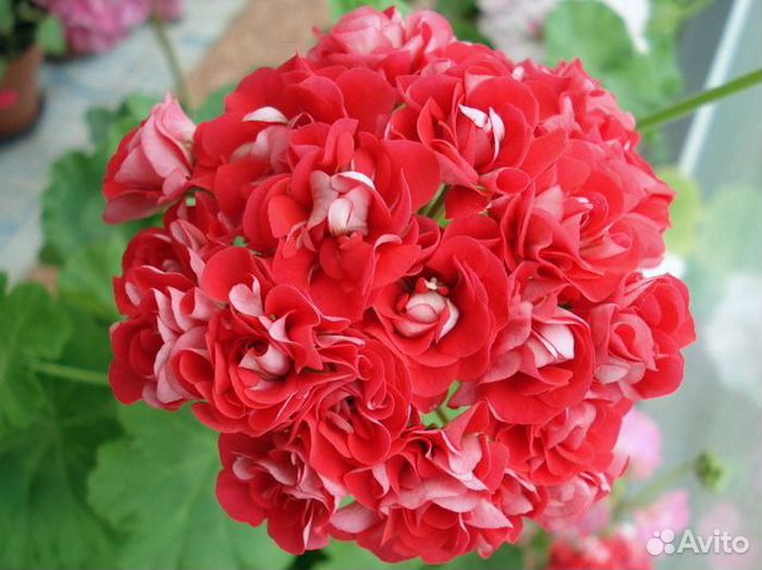 Герани/пеларгонии розебудные (розочками)