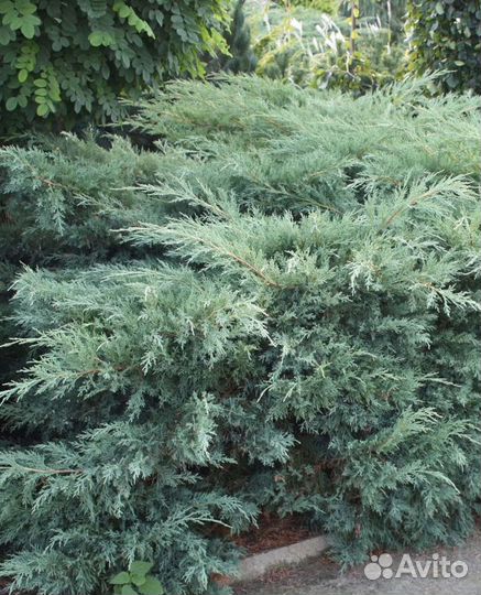 Можжевельник