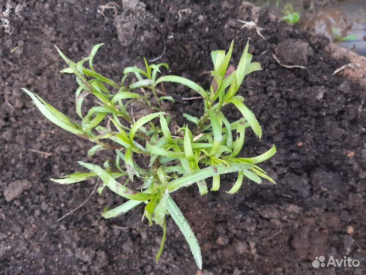 Тысячелистник Жемчужница