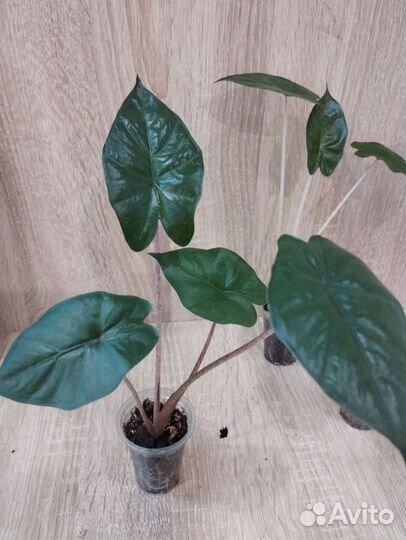 Алоказия Принцесса Юкатан