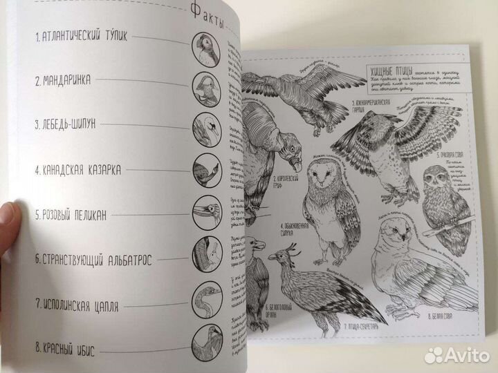 Потрясающая книга раскраска животные птицы рыбы