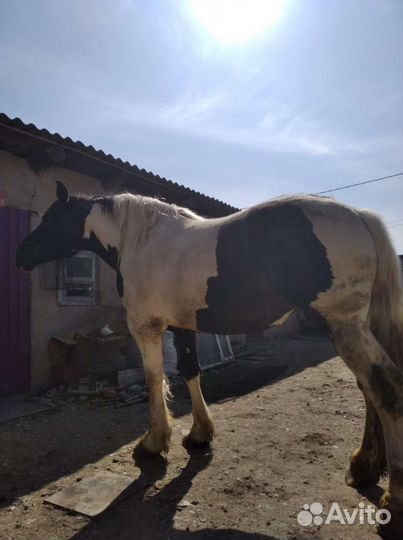 Кобыла Першерон