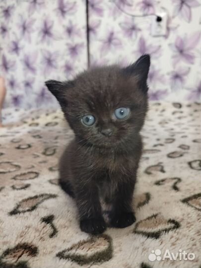 Британские котята