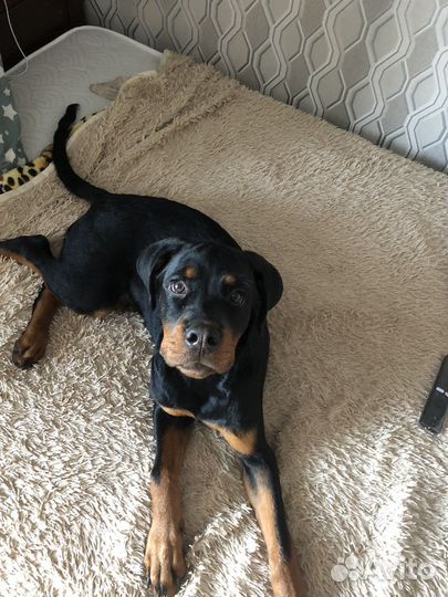 Передержка собак и щенков