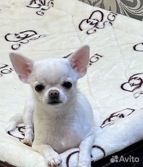 Чихуахуа гладкошерстные девочки