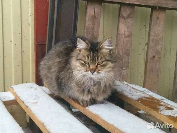 Шикарная Кошка