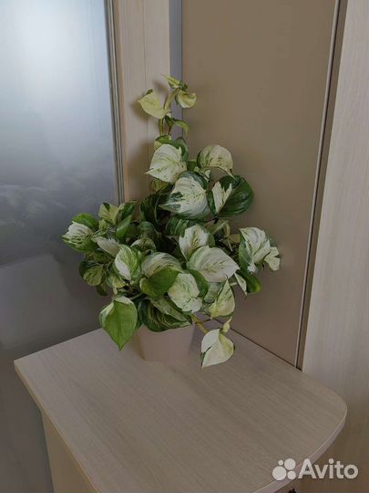 Сциндапсус Марбл Эпл