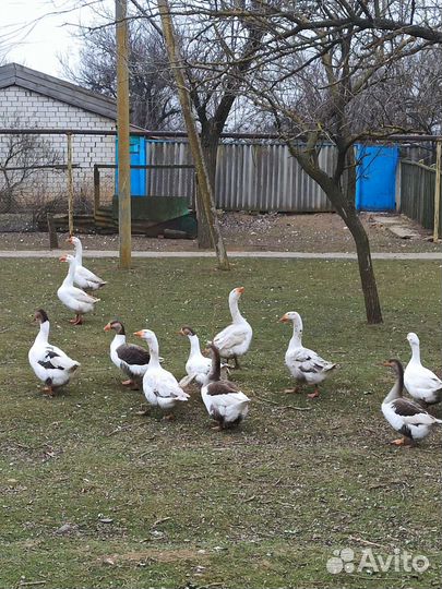 Закупаем пух-перо подушки перины