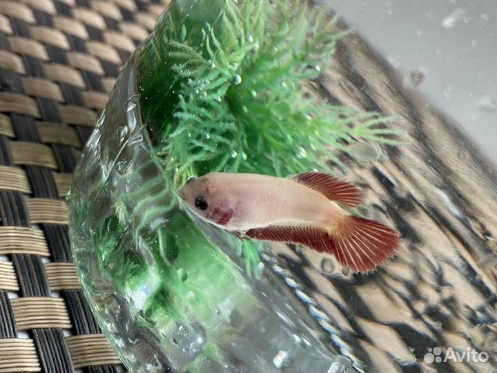 Рыба петушок