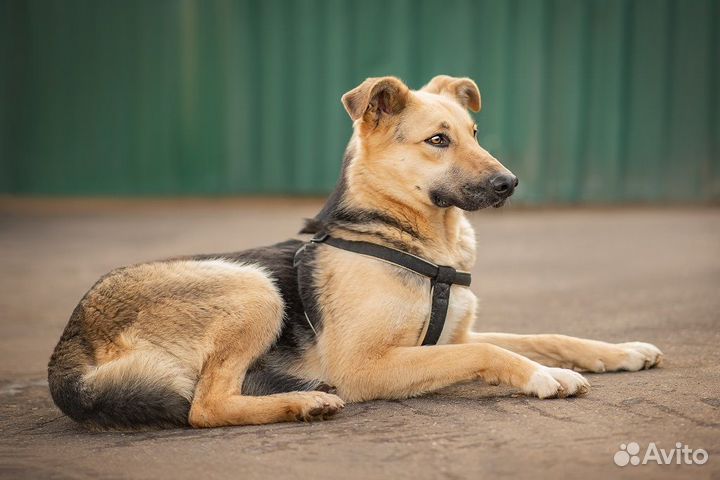 Пёс Дионис в добрые руки