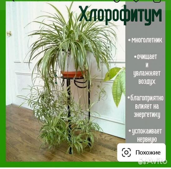 Хлорофитум