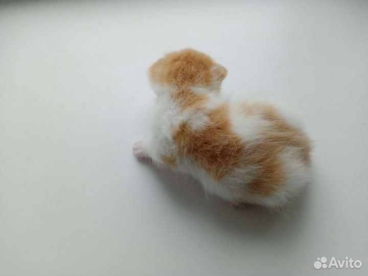 Котенок мальчик бесплатно