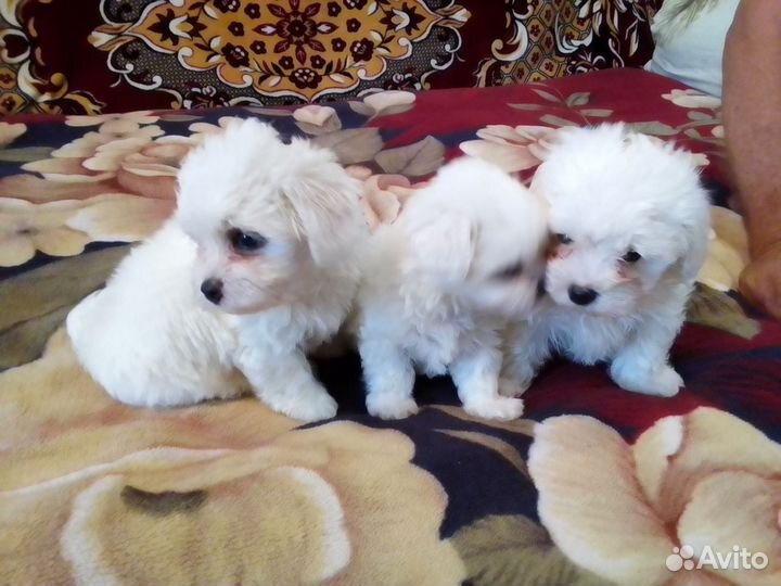 Щенки мальтезер