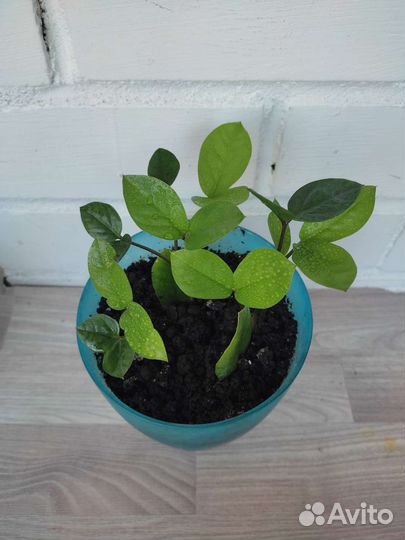 Долларовое дерево - Замиокулькас