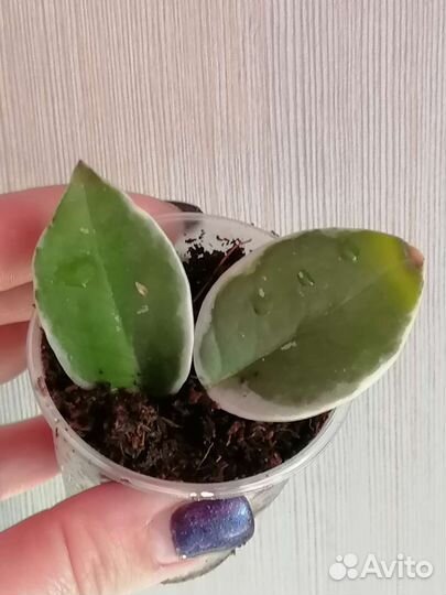 Хойи разные