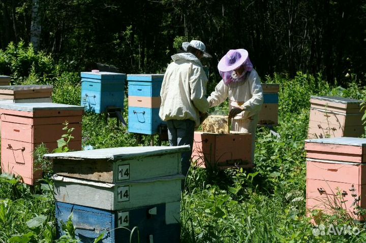 Алтайский мед. своя пасека