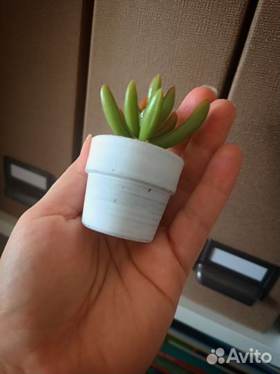 Суккуленты Икеа фейка искусственные цветы