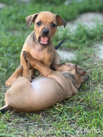 Щенки цвергпинчер-той