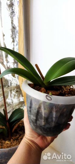 Орхидея фаленопсис