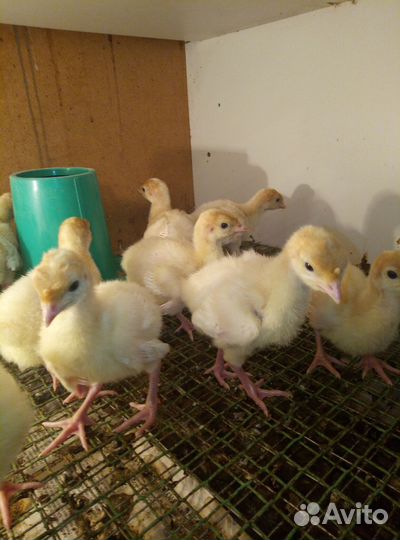 Индюшата Хайбрид импорт