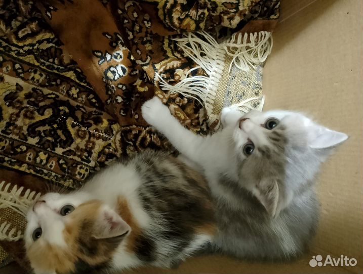 Котята в добрые руки