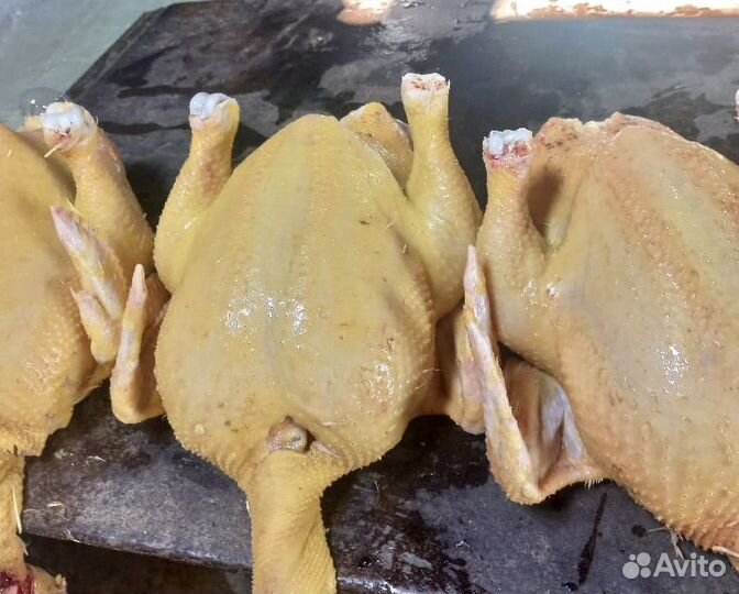 Домашние куры бройлеры