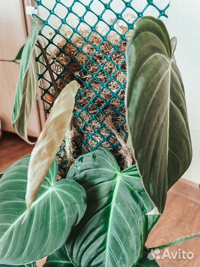 Тотем для растений