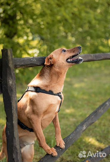 Маленькая собака в добрые руки