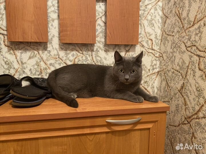 Отдам кота в добрые руки