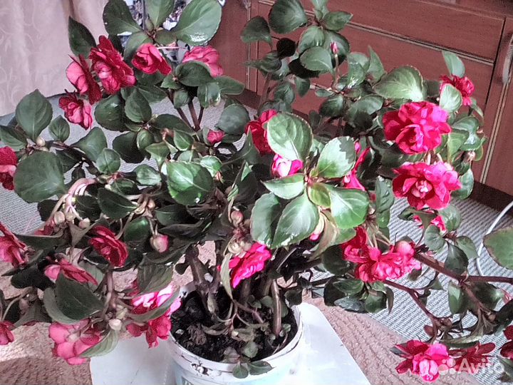 Комнатные цветы