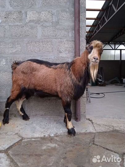 Племенные козлы Ламанчи