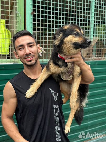 Собака из приюта
