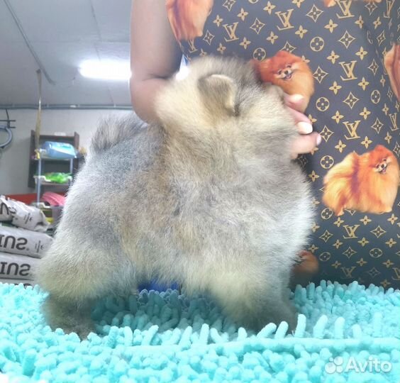 Шпиц Мини мальчик в типе мишка