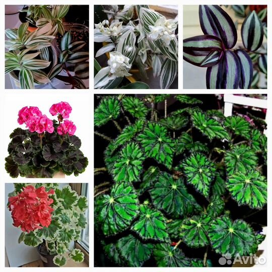 Домашние растения цветы