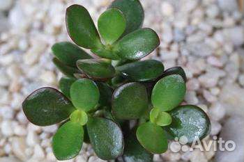 Денежное дерево - Толстянка