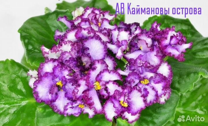 Лист фиалки