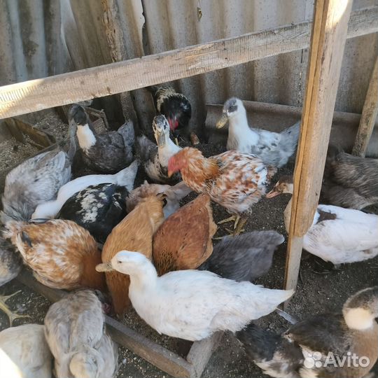 Молодые петушки