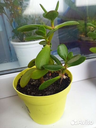 Денежное дерево