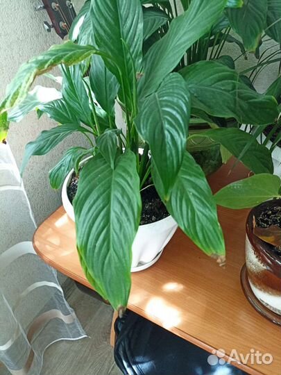 Спатифиллум