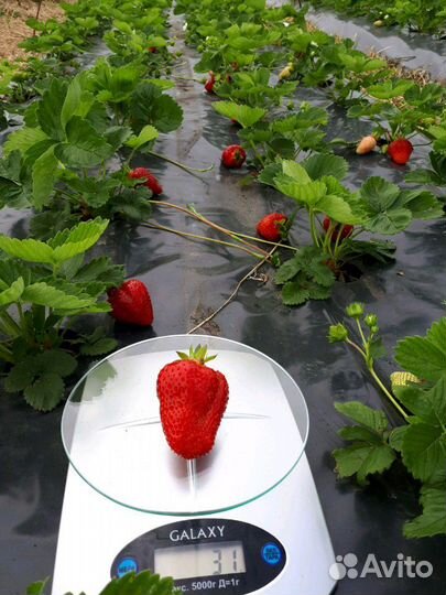 Земляника азия Итальянской селекции