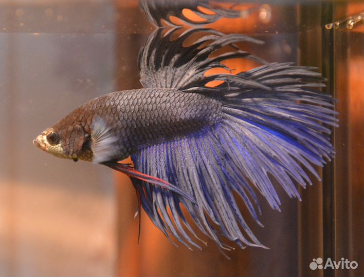 Петушок. Коронохвостый, Халфмун, Плакат. Самки