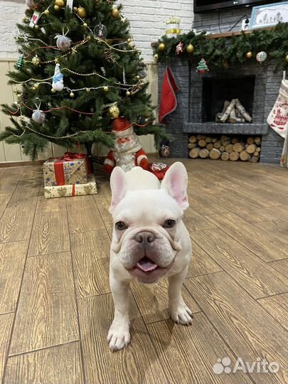 Передержка собак любых пород