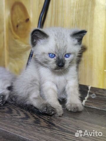 Котята от тайских родителей объявление продам