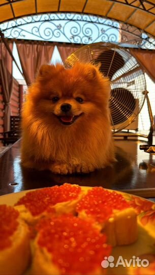 Померанский шпиц вязка кобель