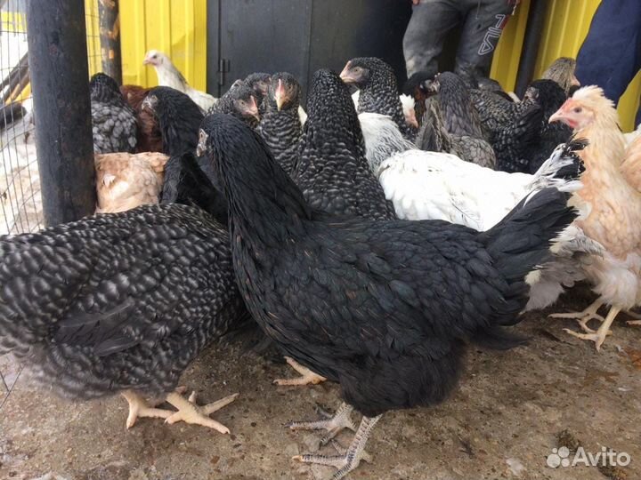 Куры Несушки